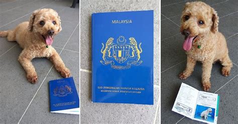 Pet Passport Malaysia: A Comprehensive Overview - PetAir Malaysia ...