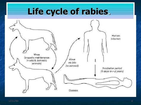 Rabies