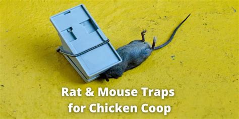 Best 10 Rat & Mouse Traps for Chicken Coop & Barn (2024)