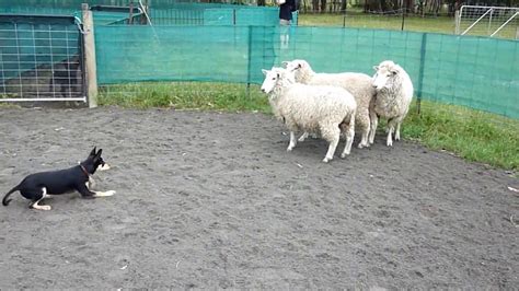 Sheep herding training for beginners. - YouTube