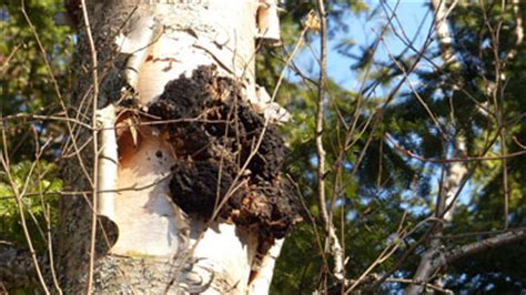 Chaga Identification: Pictures, Habitat, Season & Spore Print ...