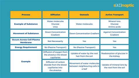 What are the Differences between Diffusion, Osmosis and Active Transport?