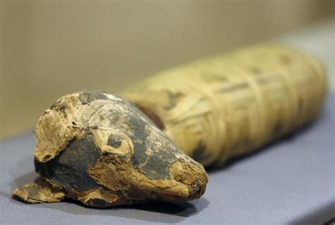 Animal mummies displayed at California museum