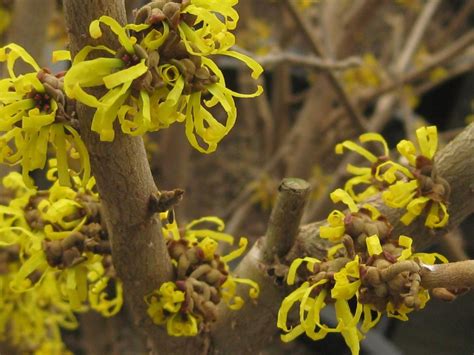 Hamamelis mollis ‘February Gold’ | Tyler Arboretum