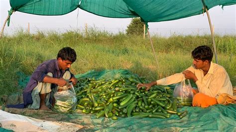 “More Crop per Drop”, or How This Country Saves 60% of Water in Farming | twib.news