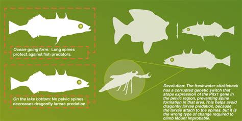 Stickleback Evolution