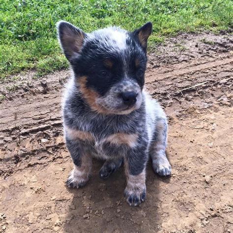 Little blue heeler puppy | Heeler puppies, Blue heeler puppies ...