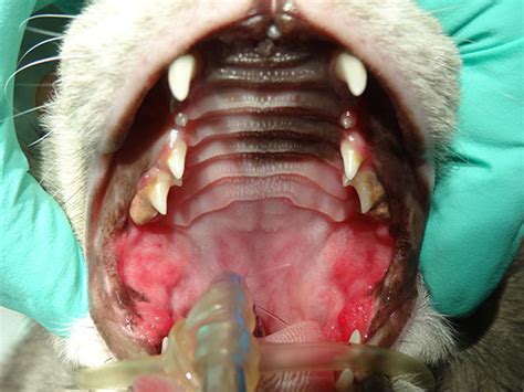 What is Feline Stomatitis in Cats?