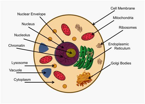 Animal Cell Diagram Edgenuity / Plant Cells Vs. Animal Cells (With Diagrams) | Owlcation - Learn ...