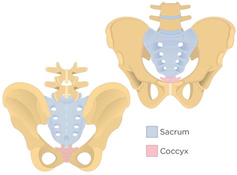 Sacrum and Coccyx Anatomy | GetBodySmart