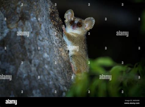 Grey Mouse Lemur - Microcebus murinus also Gray or Lesser mouse lemur ...