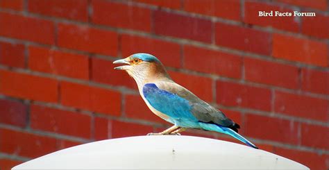 Indian Roller ~ Bird Facts Forum