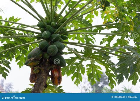 Papaya Tree with of the Plant Disease. Stock Photo - Image of plant ...