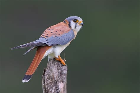 American Kestrel — Maryland Bird Conservation Partnership