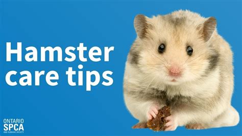 Hamster Care Tips - YouTube