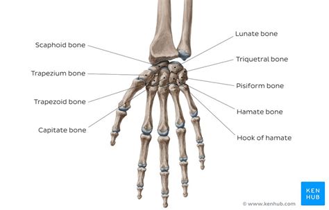 Carpal bone quizzes and labeled diagrams | Kenhub