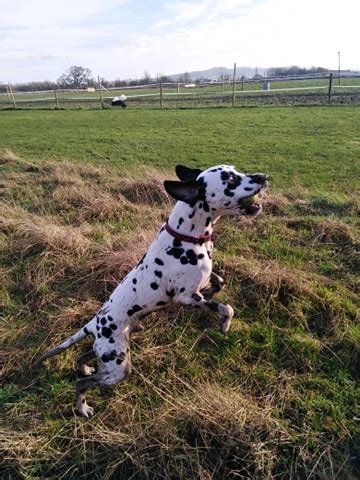 Home - Muddy Paws Fields