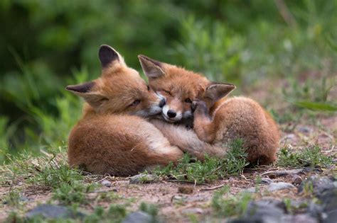 Red Fox Cubs by Topi Lainio on 500px | Wild animals pictures, Cute ...