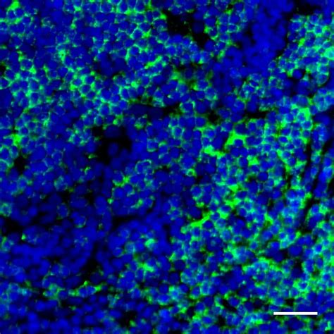 CD4 Antibody, anti-human, REAlease® | Miltenyi Biotec | USA