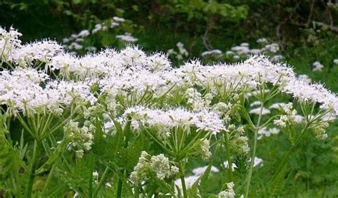 Caraway Herb - Side Effects, Uses and Benefits