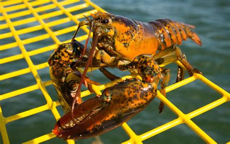 Maine's Lobster Collective Is Giving Away a Downeast Vacation This ...