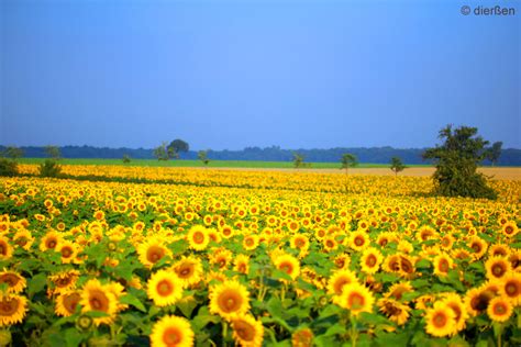 Sonnenblumenfeld Foto & Bild | landschaft, Äcker, felder & wiesen, natur Bilder auf fotocommunity