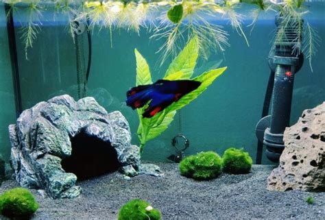 The Honest Truth About Black Diamond Blasting Sand Safety in Aquarium | AquAnswers