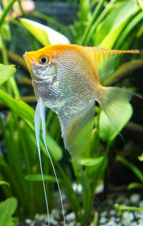 Blok888: Top 10 Most Beautiful Freshwater Fish in the world 2