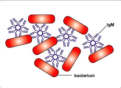 Biol 230 Lab Manual: Agglutination of Bacteria