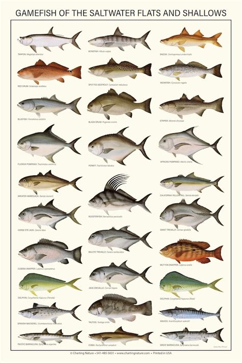 Tackle Box ID Florida Saltwater Fish Identification Card Set Three ...