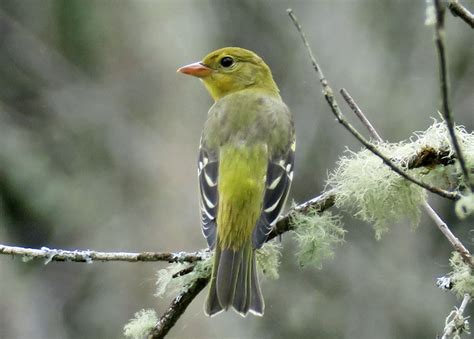 Western Tanager, female | BirdNote