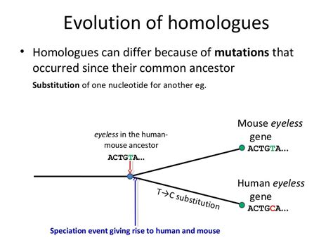 Homology