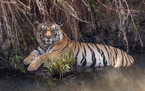 The Tiger - A Keystone Species - Tiger Safari India Blog