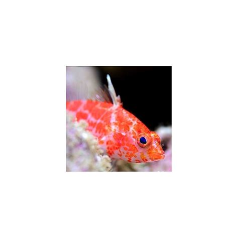 Plectranthias inermis - Geometric Pygmy Hawkfish