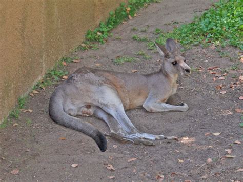 The Online Zoo - Eastern Grey Kangaroo