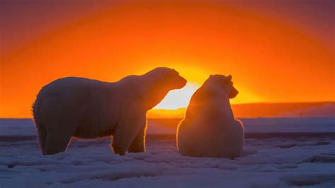 3840x2160 Two Polar Bears Watching Sunset 4k 4K ,HD 4k Wallpapers,Images,Backgrounds,Photos and ...