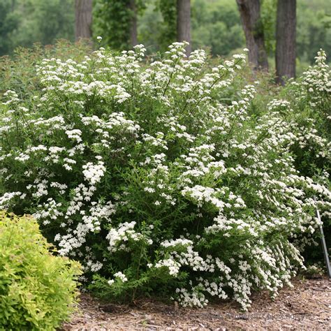 Spirea Plant Care