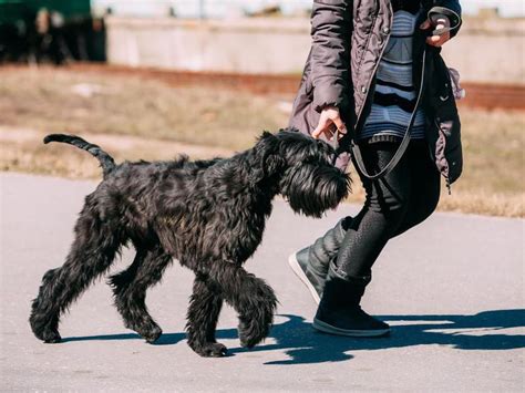 50 Velcro Dog Breeds That Are Extra Clingy (and Loyal) | FamilyMinded