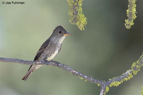 Olive-sided Flycatcher – Joe Fuhrman Photography