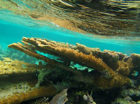 Elkhorn coral | Elkhorn coral, Acropora palmata, is consider… | Flickr