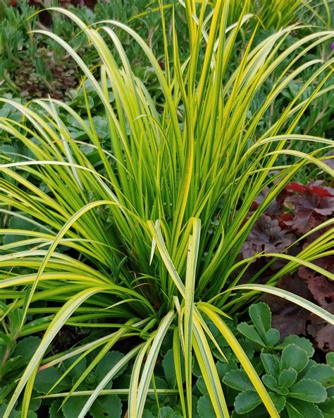 Acorus gramineus ‘Ogon’ | James Greenhouses - perennial plugs & specialty propagation