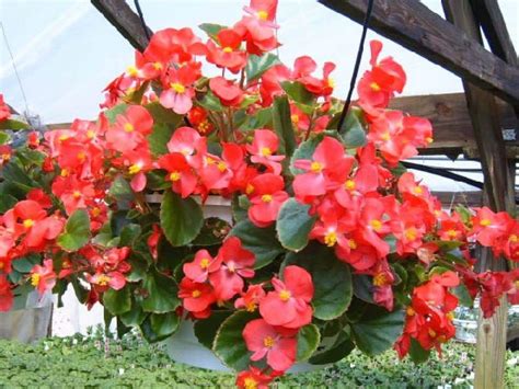 Wax Begonia Care: Do Begonias Like Sun or Shade? - Hort Zone