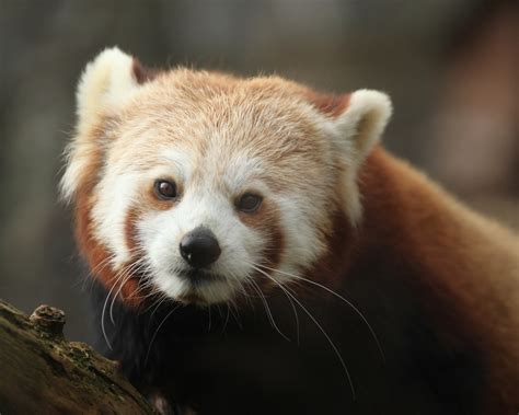 The Animals of the Highland Wildlife Park | Scott Liddell