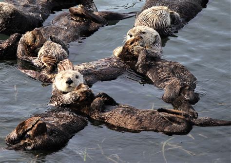 10+ Cutest Otter Sleeping Holding Hands Photos That Will Melt Your Heart