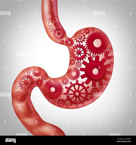 Human Metabolism and food digestion function or digesting nutrition as a stomach representing ...