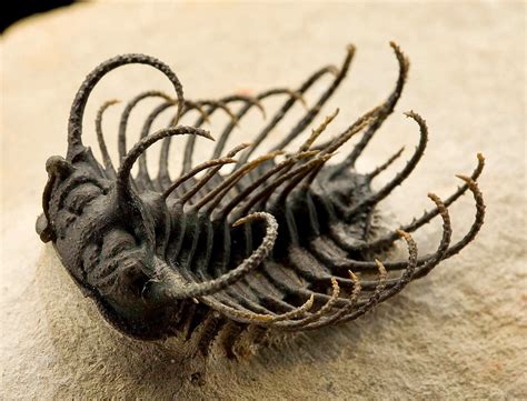 TYWKIWDBI ("Tai-Wiki-Widbee"): Impressive trilobite fossil