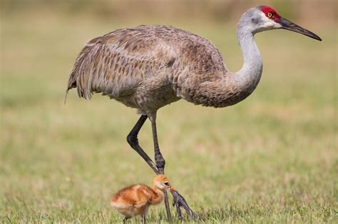 Sandhill Crane Sounds (Learn 3 common calls) - Bird Watching HQ