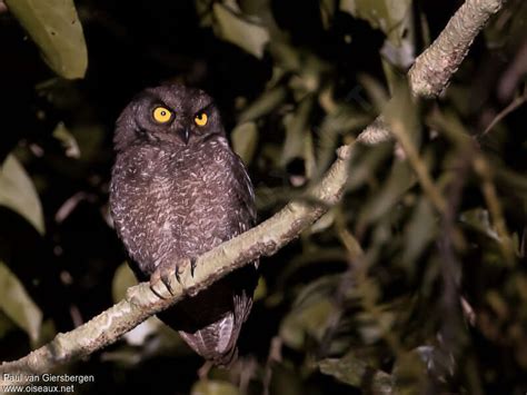 Biak Scops Owl - Otus beccarii