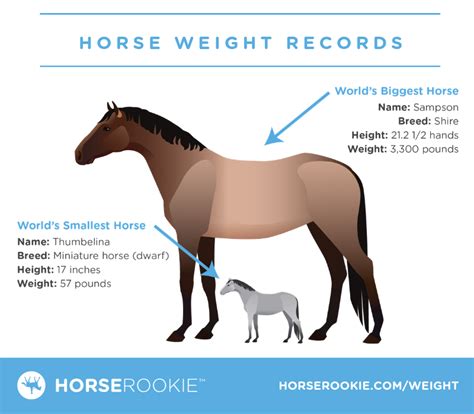 Average weight of a horse in pounds - Gegu Pet