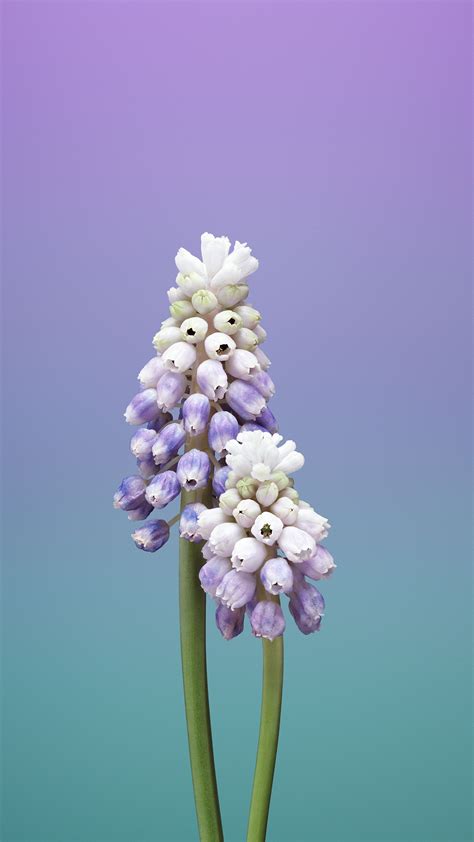 Hyacinth Wallpapers (32 images) - WallpaperCosmos